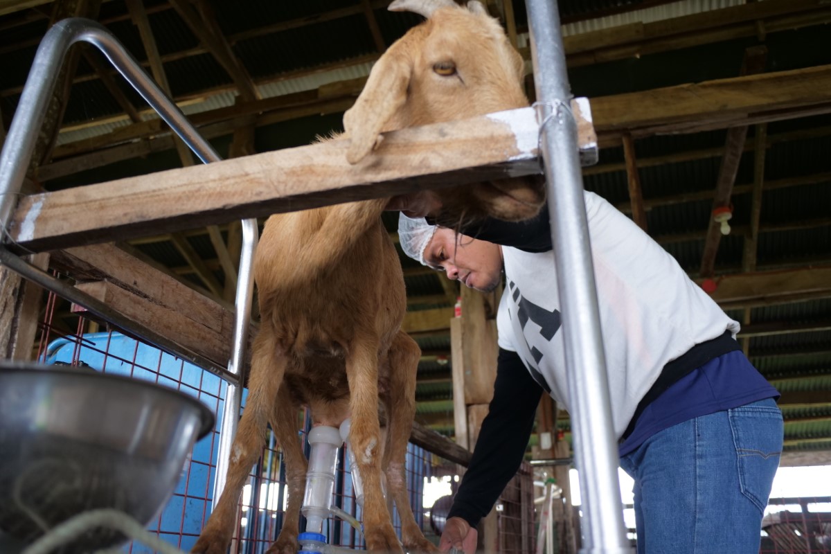 Management in Dairy Goats